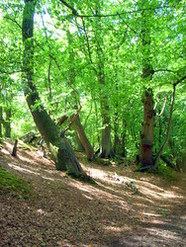 Sep 2013: Sandleford Woods